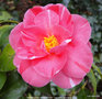 vignette Camlia ' MOMOJI-NO-HIGURASHI ' camellia japonica