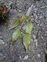 vignette Rubus australis cissoides