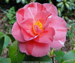 vignette Camélia ' MOMOJI-NO-HIGURASHI ' camellia japonica