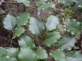 vignette Nothofagus fusca