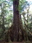 vignette Nothofagus fusca