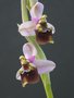 vignette Ophrys fuciflora X thentredinifera grandiflora