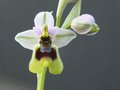 vignette Ophrys neglecta