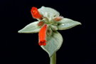 vignette Sinningia canescens (Rechtenbergia leucotricha)