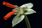 vignette Sinningia canescens (Rechtenbergia leucotricha)