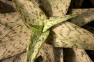 vignette Aloe rauchii cv Snowflake