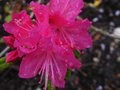 vignette Rhododendron Boskoop Ostara gros plan) au 22 03 12
