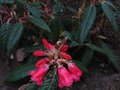 vignette Rhododendron Glischroides au21 03 12