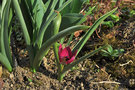 vignette Tulipa humilis 'Persian Pearl