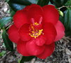 vignette Camlia ' JEAN RENAUD ' camellia japonica