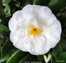 vignette Camlia ' LE LYS  ' camellia japonica