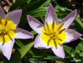 vignette Tulipe , tulipa saxatilis