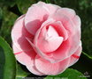 vignette Camlia ' PROFESSORE FILIPPO PARLATORE ' camellia japonica