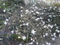 vignette magnolia stellata