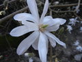 vignette magnolia stellata