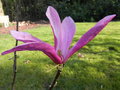 vignette magnolia 'Suzan'