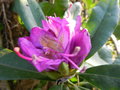 vignette rhododendron pontique