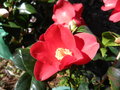 vignette Camellia 'Broceliande'