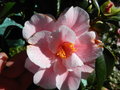vignette Camellia 'Yours Trully'