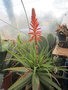 vignette aloes spinosissima