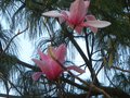 vignette Magnolia Star Wars aux trs grandes fleurs au 26 03 12