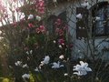 vignette Magnolias Loebneri Merril et Vulcan sous mes fentres au 26 03 12
