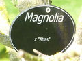 vignette Magnolia 'Atlas'