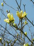 vignette Magnolia 'Butterflies'