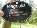 vignette Magnolia 'Peachy' (Magnolia acuminata x Magnolia sprengeri var. diva - Magnolia 'Diva')