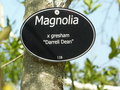 vignette Magnolia 'Darell Dean'