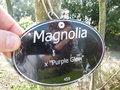 vignette Magnolia 'Purple Glow'