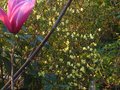 vignette Rhododendron Lutescens bien accompagn au 26 03 12