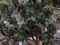 vignette Rhododendron Augustinii Lasson autre vue au 25 03 12