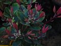 vignette Rhododendron Hongkongense aux belles pousses colores au 25 03 12