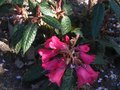 vignette Rhododendron Glischroides au 25 03 12