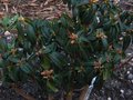vignette Rhododendron Augustinii Lasson au 25 03 12