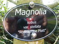 vignette Magnolia kobus var stellata 'Jane Platt' ('Rosea Jane Platt')