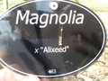 vignette Magnolia 'Alixeed'