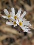vignette Abeliophyllum distichum - Forsythia blanc de Core