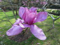 vignette Magnolia 'Vulcan'