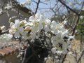 vignette prunier (fleurs)