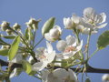 vignette Poirier (floraison)