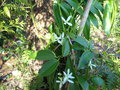 vignette Clmatis Armanii'Snowdrift'(a) jeune plant