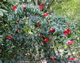 vignette Camlia ' BROCELIANDE ' camellia japonica