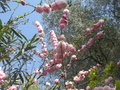 vignette Prunus triloba
