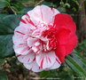 vignette Camlia ' MODERN ART ' camellia japonica