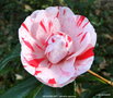 vignette Camlia ' MODERN ART ' camellia japonica