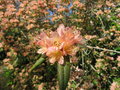 vignette Rhododendron 'Crossbill'