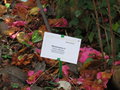 vignette Rhododendron 'Alison Johnstone'