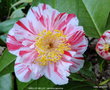 vignette Camlia ' SMELLIE NELLIE ' camellia japonica